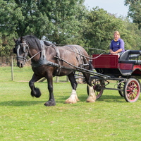 Dyfed Shire Horse Farm