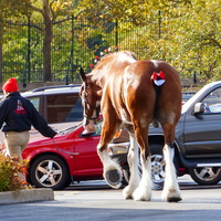 Budweiser Clydesdales