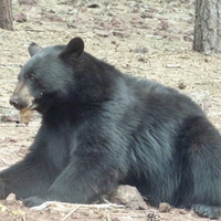 Bearzonia - Arizona