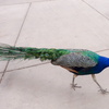 P1080741