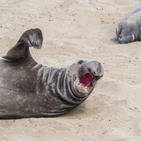 Elephant Seals of San Simeon