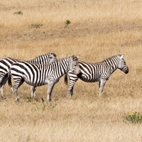 Zebra in California