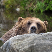 Grouse Mountain Bear - Canada