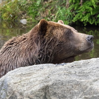 Grouse Mountain Bear - Canada