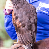 Birds of Prey - Vancouver