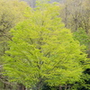 BC124950
