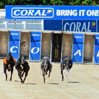 Brighton & Hove Greyhound Racing