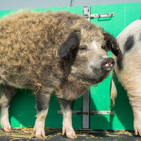 Ammanford Boar Medieval Festival