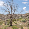 P5262895