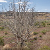 P5262896