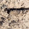 P5293320