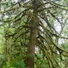 M7187483