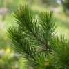 P6054739