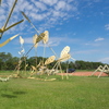 P6085209