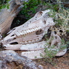 P1150942