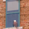P1180292