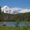 M7136486