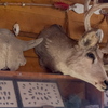 P5313535