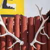 P5313544
