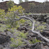 P5313647