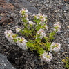 P5313651