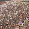 P5313672