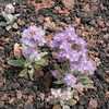 P5313674