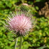 P6198017